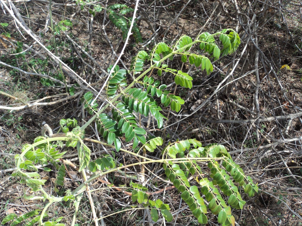 Guilandina bonduc L.